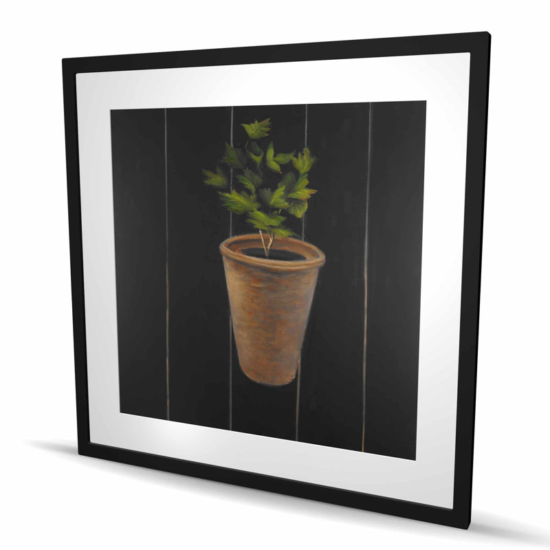 Plante de persil, Noir