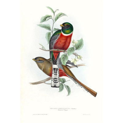 Tropical Trogons V by John Gould - Painting Print