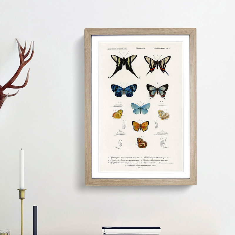 Butterfly Illustrations PL.5 by Charles d' Orbigny - Picture Frame Graphic Art Print, 48cm H x 36cm W x 2cm D, Oak Framed