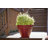 Beehive Pot Planter-91225320