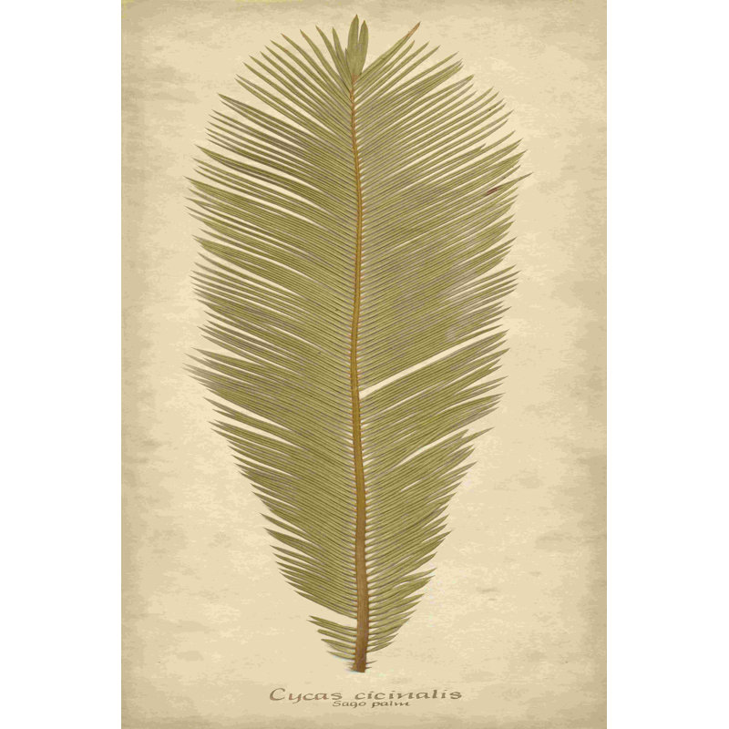 " Sago Palm II " by Becky Davis, 12" H x 8" W
