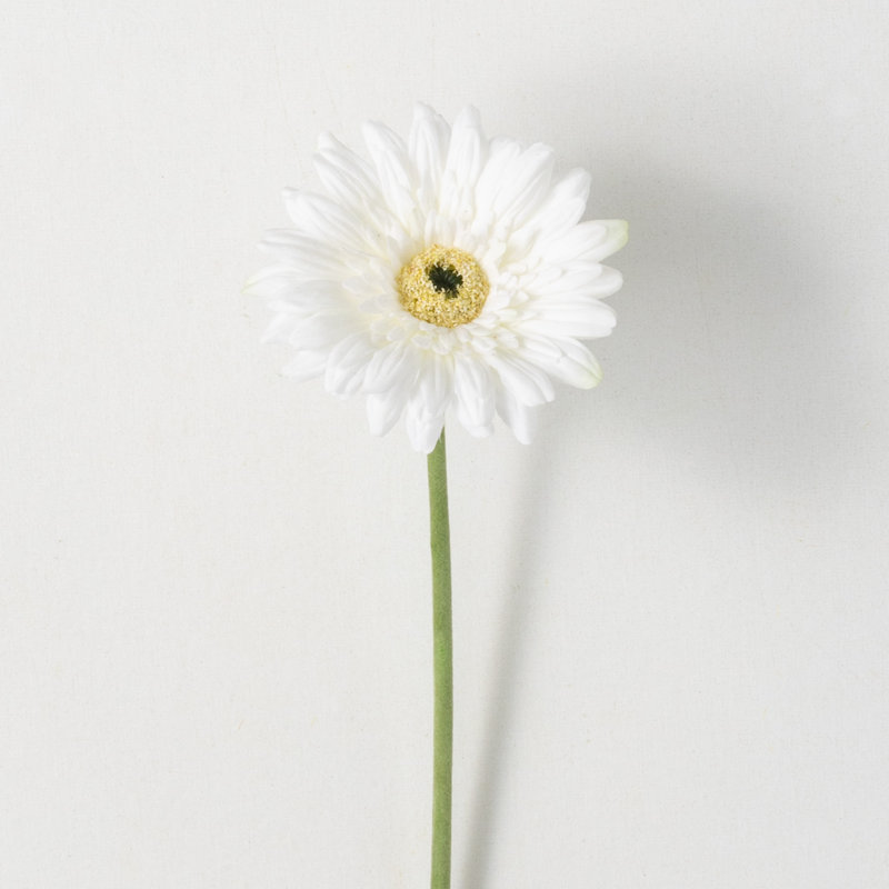 Fleurs de marguerites vibrantes, Crème