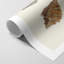 Knorr Shells & Coral VI - Impression sur toile seulement - NON CADRE-118068973
