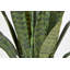 40IN Snake Plant