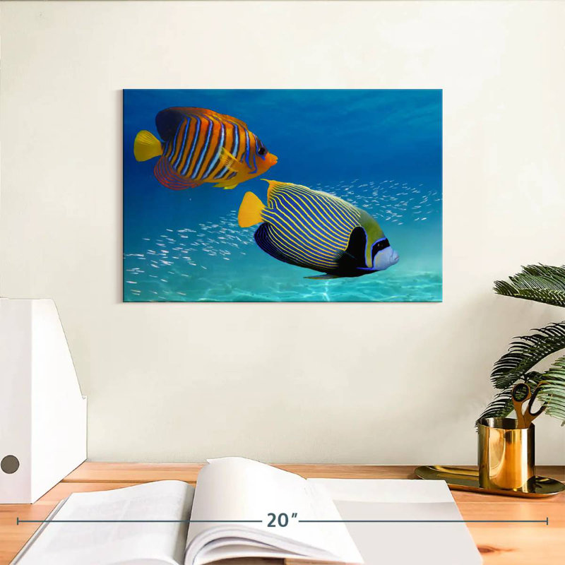 Brampt Exotic Emperor Angelfish, 8" H x 12" W