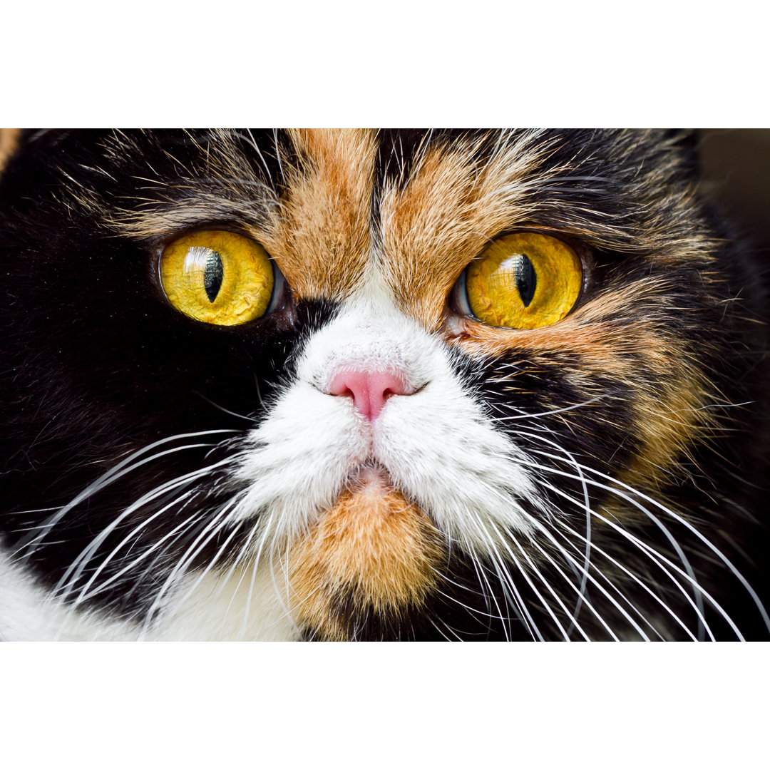 Close-Up British Exotic Shorthair Cat