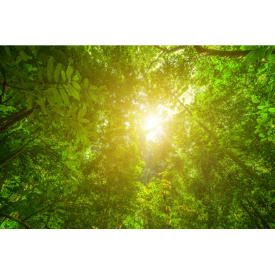 Glowing Green Rainforest by Moreiso