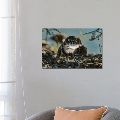 Wise Owl by Paul Haag - Print on Canvas