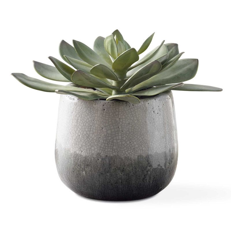 Plante grasse d'extérieur Uttermost Dudleya Gray