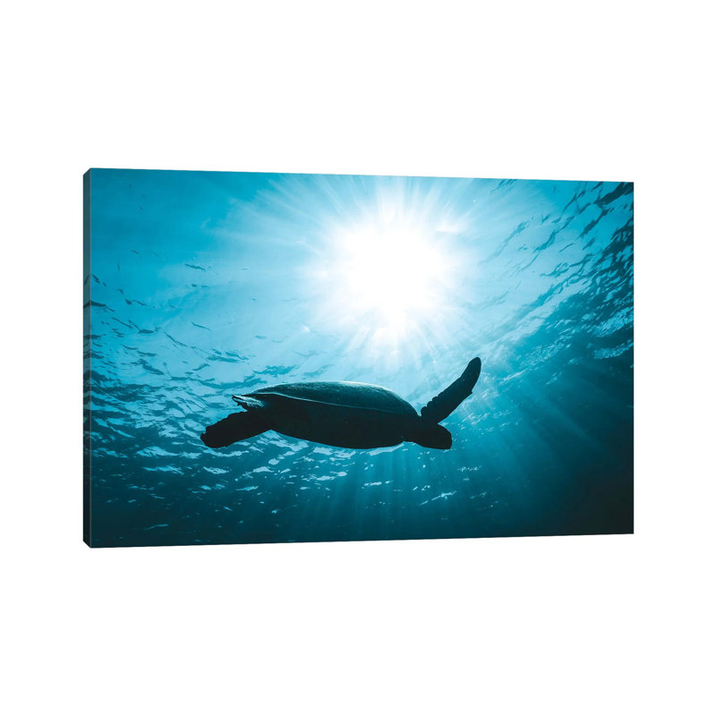 Turtle With Sun Rays by James Vodicka - Wrapped Canvas Gallery-Wrapped Canvas Giclée, 45.72cm H x 66.04cm W