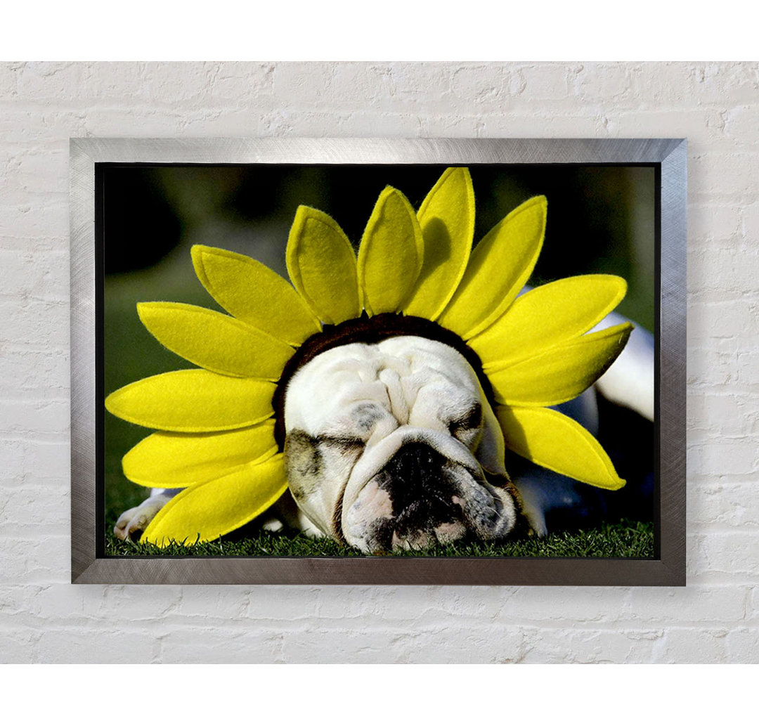 Hund Sonnenblumenhut - Einzelner Bilderrahmen Kunstdrucke