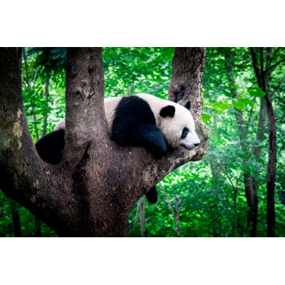 Ours panda géant endormi - Photographie sur toile tendue