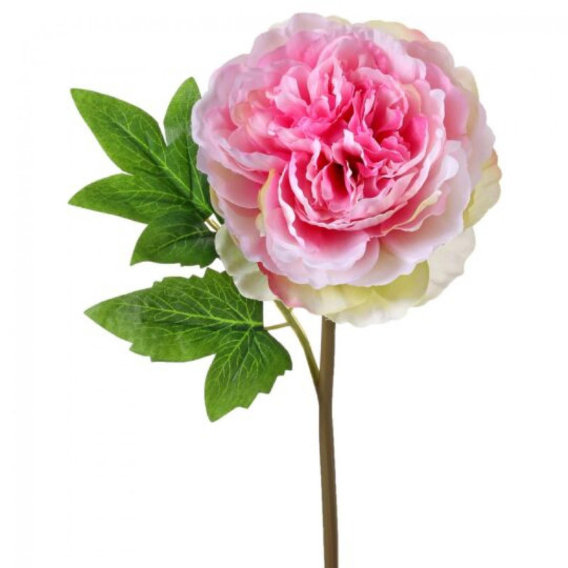Tige de pivoine rose