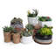 Plante grasse artificielle 7 po en pot