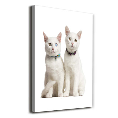 Two White Cats - Wrapped Canvas Print