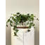 Jenner Faux Ivy Plant in Glass Vase