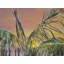 Tropical Sunset Palms Print by Other Artist-406043354-406043355-406043352