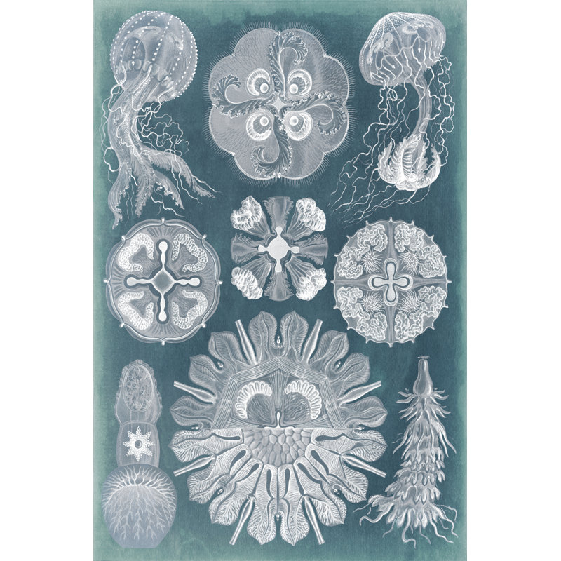 Sealife Blueprint IV - Wrapped Canvas Painting, 46cm H x 30cm W x 3.8cm D