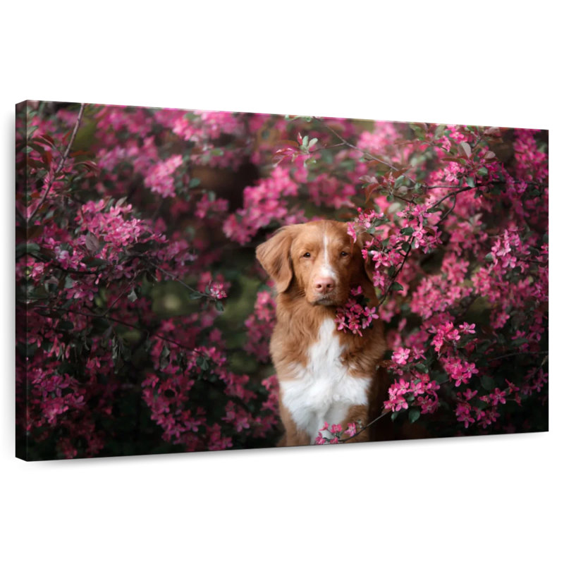 Toller In The Garden