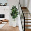 150cm Plant