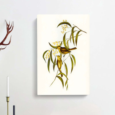 White Plumed Honeyeater by Elizabeth Gould - Wrapped Canvas Painting