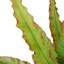 Faning Aaru plante en pot-1157509356-1157509357