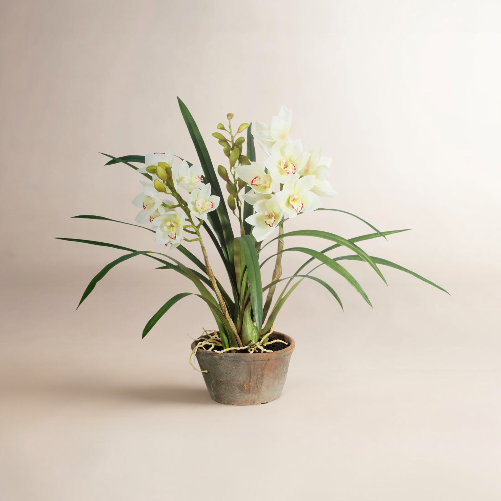 Orchid Floral Arrangement, White