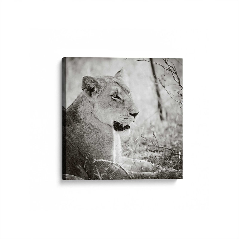 «Lioness Square BW» par Sharon Vardy, reproduction d'art, 36 W x 36 H, Does Not Apply, Unframed Canvas