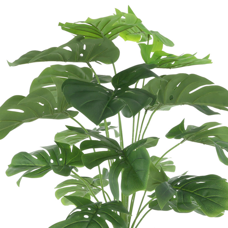 Split Leaf Philo Arrangement in a Ceramic Pot