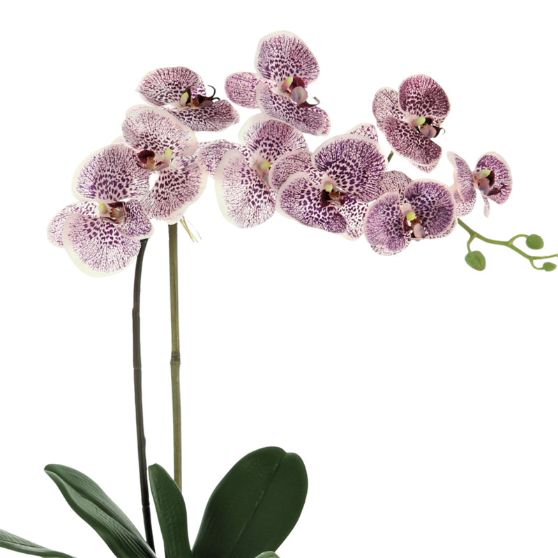 Arrangement floral orchidée phalaenopsis en pot