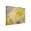 « rose whisper iii », reproduction de photo sur toile tendue-1287024629