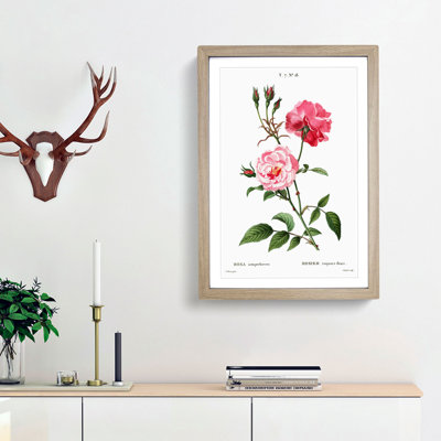 Ever-blowing Pink Roses by Pierre-Joseph Redoute - Framed Print