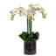 Phalaenopsis Orchid In A Glass Vase