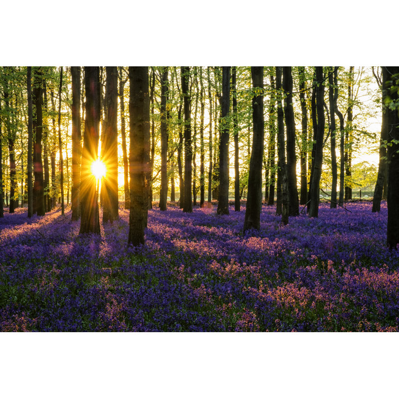 Evening Sun In The Bluebell Wood - Wrapped Canvas Print, 81cm H x 122cm W x 3.8cm D