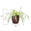 Live Spider Plant in Classic Pot-49662201