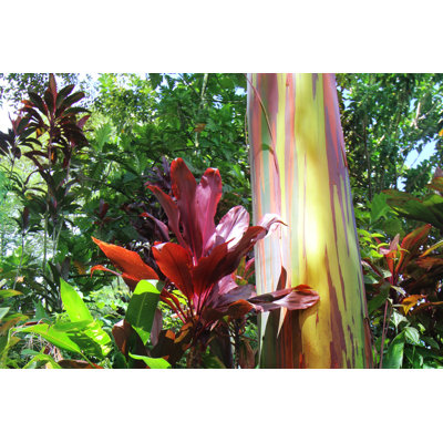 Eucalyptus arc-en-ciel et plantes Ti par Crisserbug