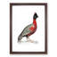 Black-Headed Pheasant by John Edward Gray - Picture Frame Painting Print-55686508-55686507