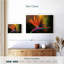 Strelitzia Harnek Delightful-107695723