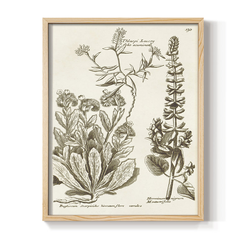 «Sepia Botanical Journal IV», reproduction encadrée - bois massif, Naturel, H 15 po x l 12 po