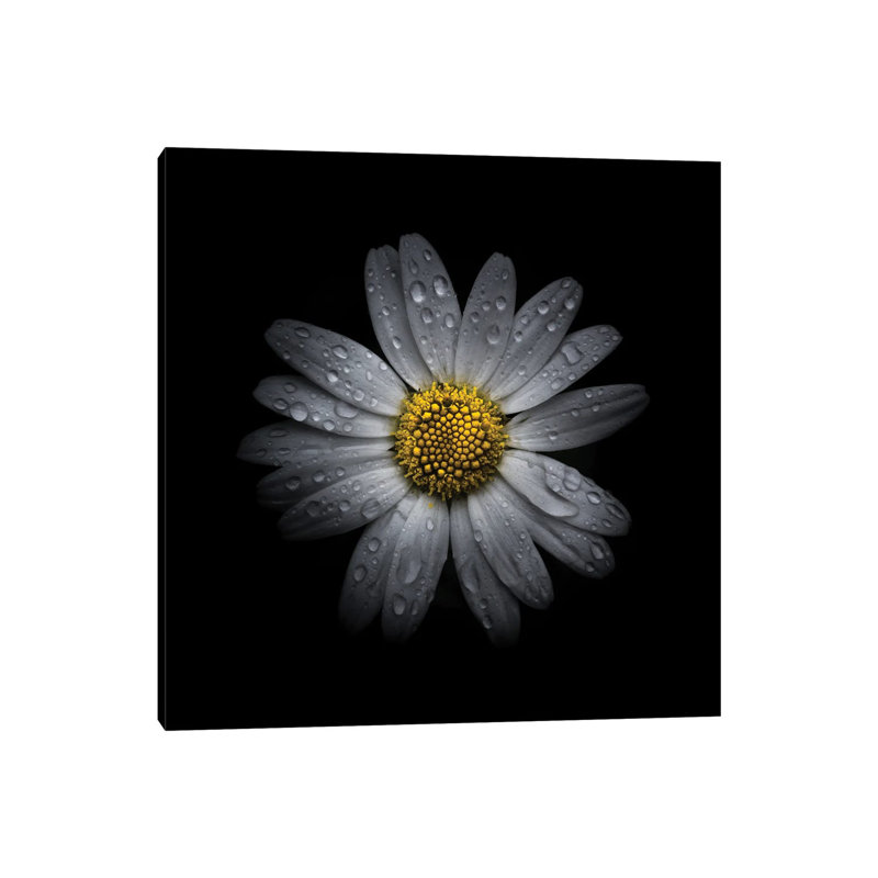 White Daisy III by Brian Carson - Wrapped Canvas Print, 30.48 cm H x 30.48 cm W