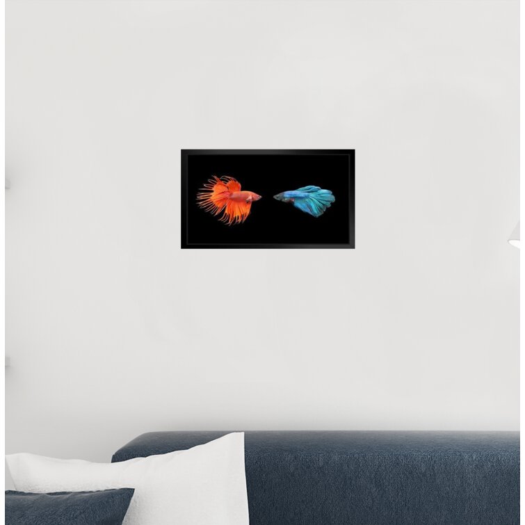 Siamese Fighting Fish Photo Photograph Beta Cool Fish Poster Aquatic Wall Decor Fish Pictures Wall Art Underwater Picture of Fish for Wall Wildlife Re