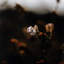 Escape II Print by Annie Spratt-21789464
