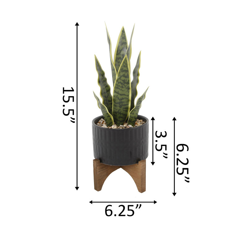 Plante de serpent pour plante