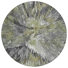 Fern