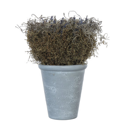 Lavender with Cement Pot