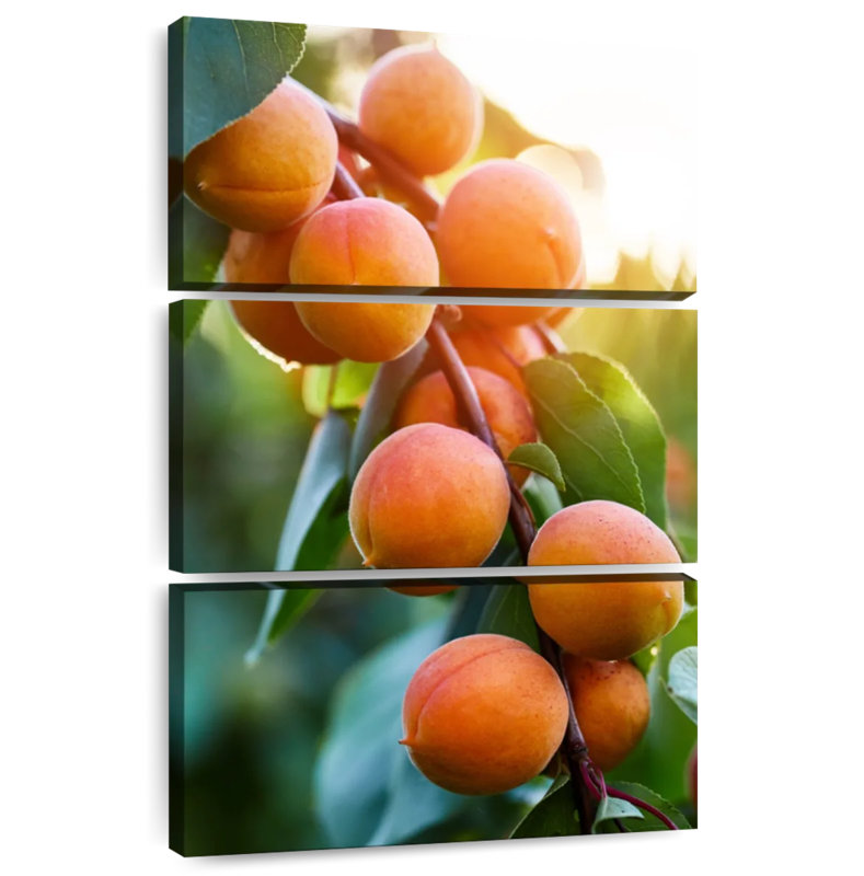 Yarlin Apricots On A Branch, 50" H x 32" W