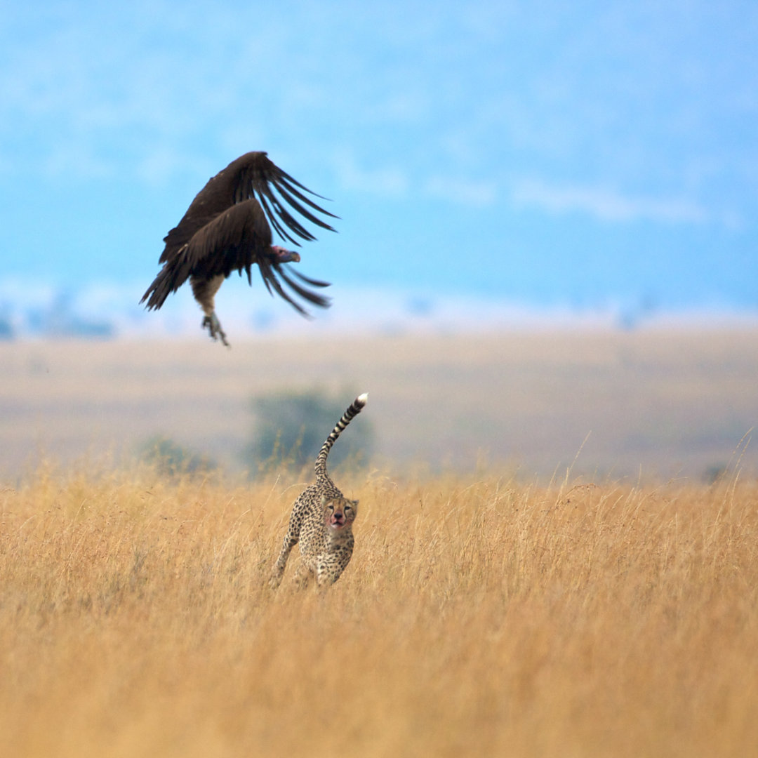 Gepard und Geier im Kampf um Beute - Drucken