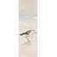 Cadre Semipalmated Sandpiper Beach - cadre-1510448891-1510448890