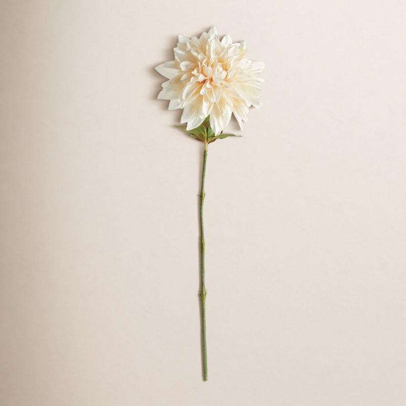 TIGE DAHLIA 28 po, Crème, crème