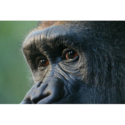 Gorilla Eyes by Sekernas - Wrapped Canvas Print